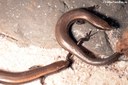 Chalcides viridanus