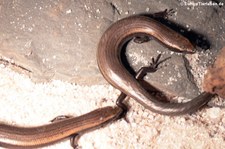 Westkanarenskink (Chalcides viridanus) im Forschungsmuseum Alexander Koenig, Bonn