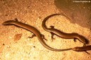 Chalcides viridanus