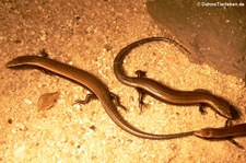 Westkanarenskink (Chalcides viridanus) im Forschungsmuseum Alexander Koenig, Bonn