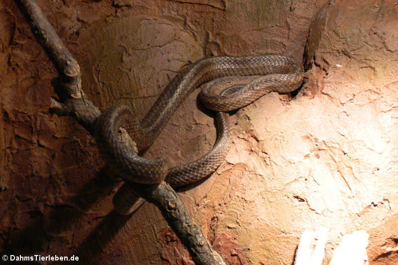 Coronella austriaca-1