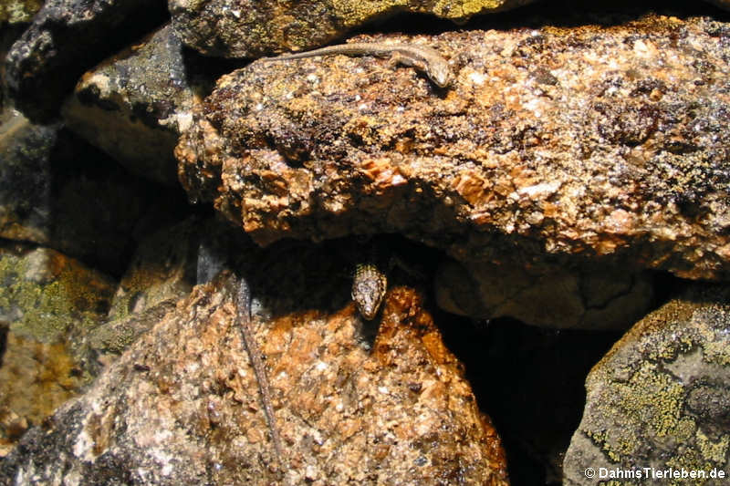 Darevskia armeniaca-2