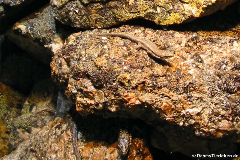 Darevskia armeniaca-1