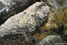 Valentins Felseidechse (Darevskia valentini) im Forschungsmuseum Alexander Koenig, Bonn