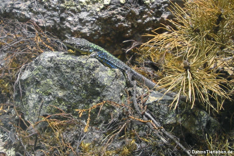 Darevskia valentini-3