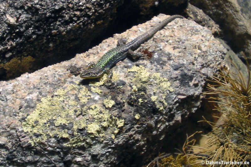 Darevskia valentini-4