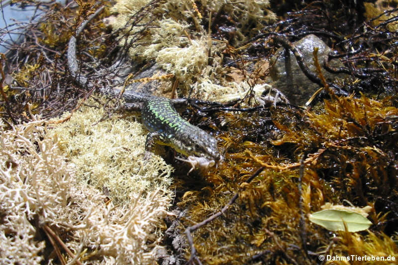 Darevskia valentini-1