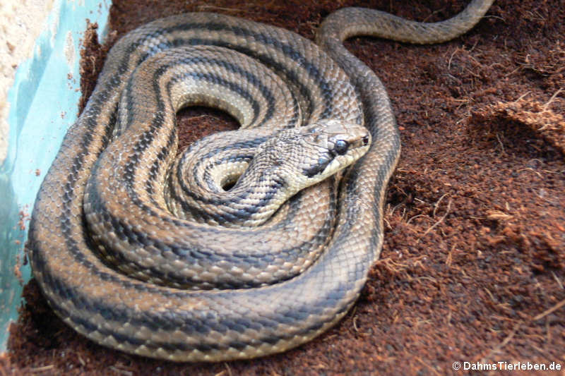 Elaphe quatuorlineata-1