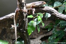 Bronzeskink (Eutropis macularia) im Zoologischen Forschungsmuseum Alexander Koenig, Bonn