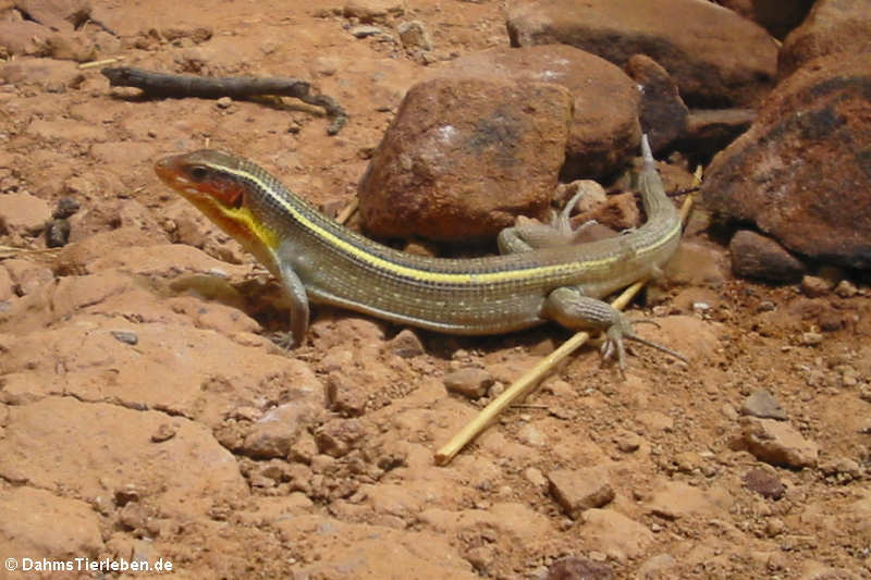 Gerrhosaurus flavigularis