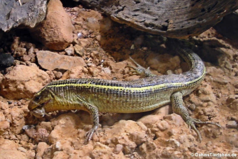 Gerrhosaurus flavigularis-1