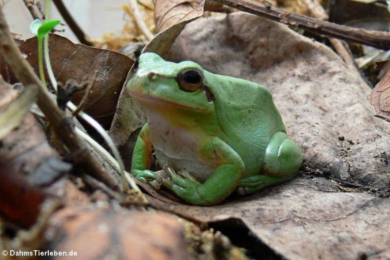 Hyla meridionalis