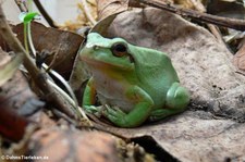 Mittelmeer-Laubfrosch (Hyla meridionalis) im Forschungsmuseum Alexander Koenig, Bonn