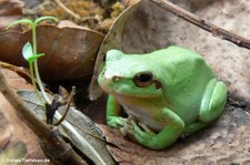 Mittelmeer-Laubfrosch (Hyla meridionalis) im Forschungsmuseum Alexander Koenig, Bonn