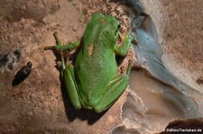 Mittelmeer-Laubfrosch (Hyla meridionalis) im Forschungsmuseum Alexander Koenig, Bonn