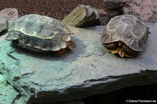 Stachelrand-Gelenkschildkröte (Kinixys erosa) im Forschungsmuseum Alexander Koenig, Bonn