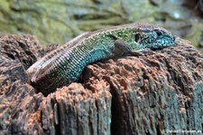 Zauneidechse (Lacerta agilis) im Forschungsmuseum Alexander Koenig, Bonn