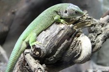 Östliche Smaragdeidechse (Lacerta viridis) im Forschungsmuseum Alexander Koenig, Bonn