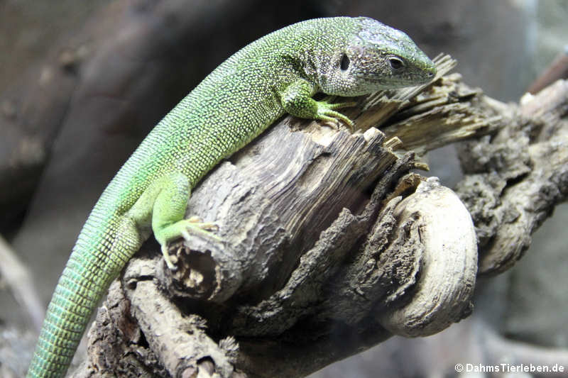 Lacerta viridis