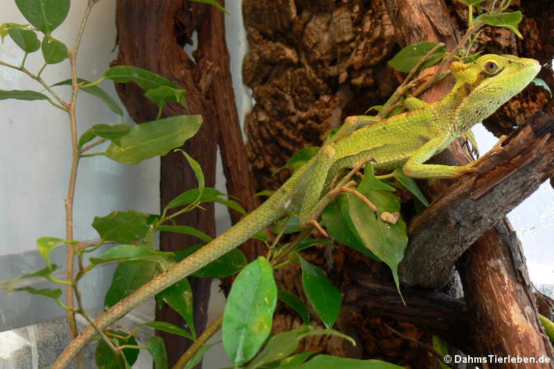 Kronenbasilisk Laemanctus longipes-2