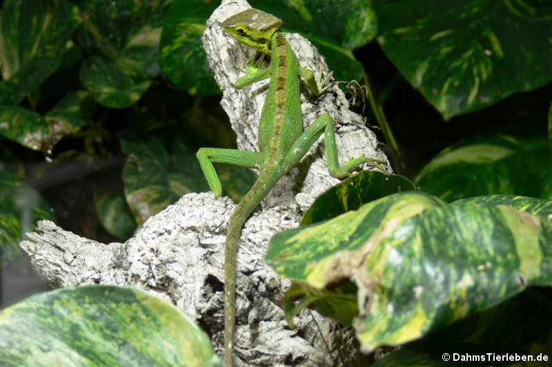Kronenbasilisk Laemanctus longipes-1