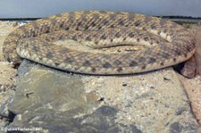 Moilanatter (Malpolon moilensis) im Forschungsmuseum Alexander Koenig, Bonn