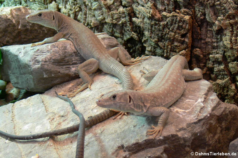 Omanosaura jayakari-6