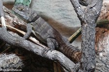 Großer Madagaskar Baumleguan (Oplurus cuvieri) im Forschungsmuseum Alexander Koenig