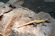 Platysaurus torquatus im Zoologischen Forschungsmuseum Alexander Koenig, Bonn