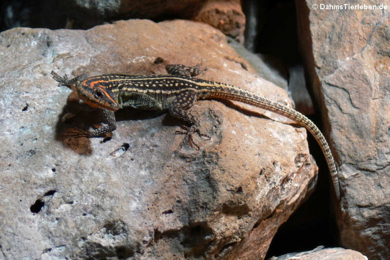 Platysaurus torquatus-3