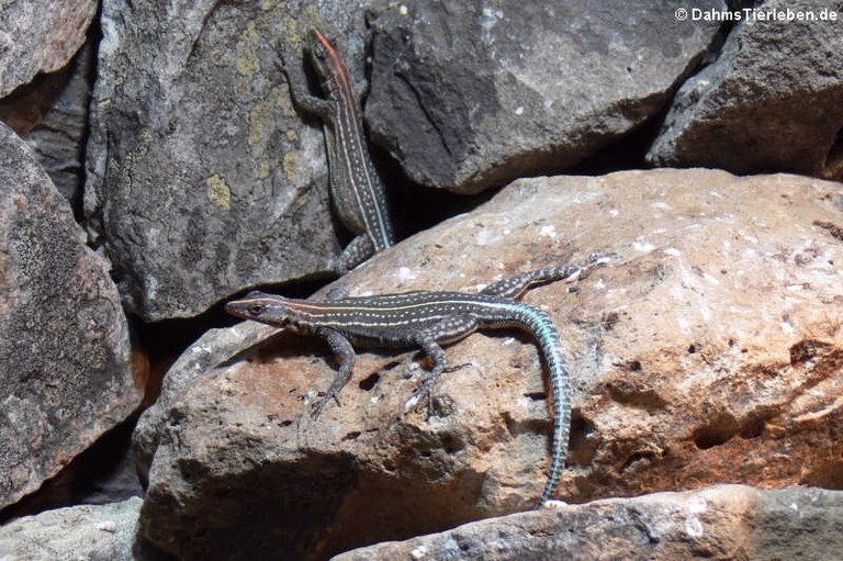 Platysaurus torquatus