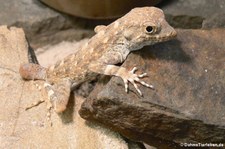 Skorpionschwanz-Gecko (Pristurus carteri) im Forschungsmuseum Alexander Koenig, Bonn