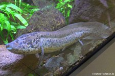 Westafrikanischer Lungenfisch (Protopterus annectens) im Museum Koenig, Bonn