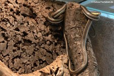 Elegante Sandrennnatter (Psammophis elegans) im Forschungsmuseum Alexander Koenig, Bonn