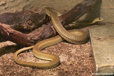 Braune Sandrennnatter (Psammophis mossambicus) im Forschungsmuseum Alexander Koenig, Bonn