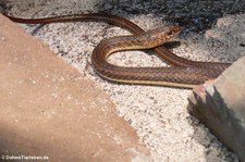 Sudan-Sandrennnatter (Psammophis sudanensis) im Forschungsmuseum Alexander Koenig, Bonn