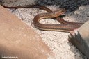 Psammophis sudanensis