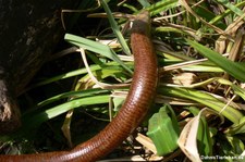 Scheltopusik (Pseudopus apodus) im Forschungsmuseum Alexander Koenig, Bonn