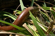 Scheltopusik (Pseudopus apodus) im Forschungsmuseum Alexander Koenig, Bonn