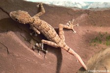 Fächerfingergecko (Ptyodactylus hasselquistii) im Forschungsmuseum Alexander Koenig, Bonn