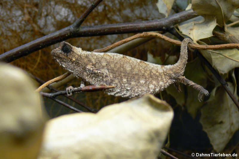 Rieppeleon kerstenii-1