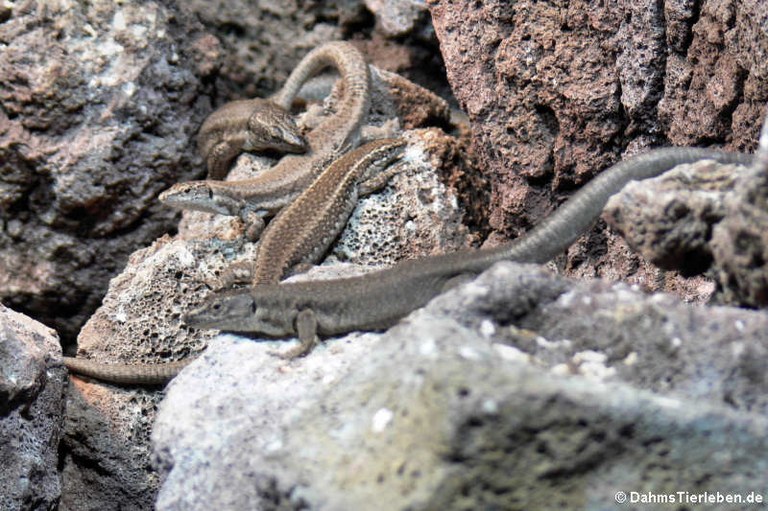 Teira dugesii