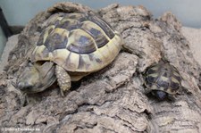 Maurische Landschildkröte (Testudo graeca) im Forschungsmuseum Alexander Koenig, Bonn