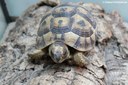 Testudo graeca