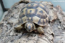 Maurische Landschildkröte (Testudo graeca) im Zoologischen Forschungsmuseum Alexander Koenig, Bonn