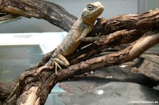 Wüstenagame (Trapelus mutabilis) im Forschungsmuseum Alexander Koenig, Bonn