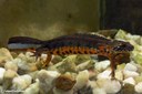 Triturus cristatus