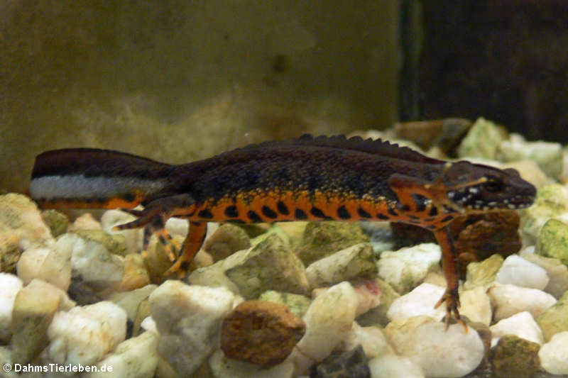 Triturus cristatus