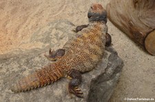 Veränderlicher Schleuderschwanz (Uromastyx acanthinura) im Forschungsmuseum Alexander Koenig, Bonn