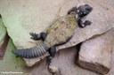 Uromastyx dispar